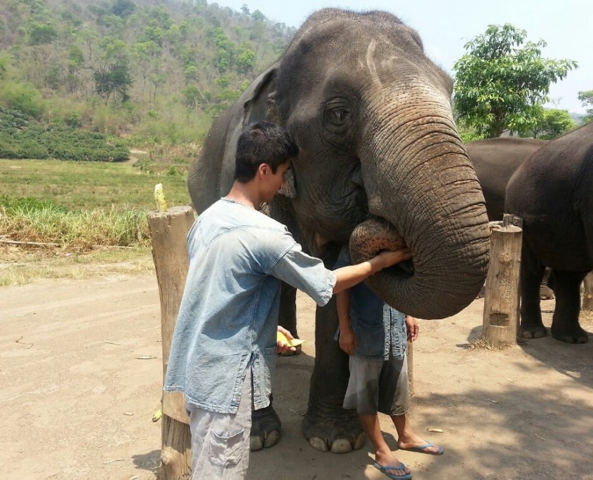 Feeding the elephants in Chiang Mai radner reyes thailand elephants
