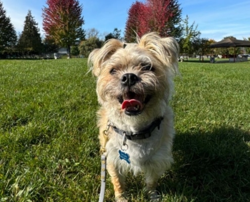 My Dog Grady <3 My Dog Grady